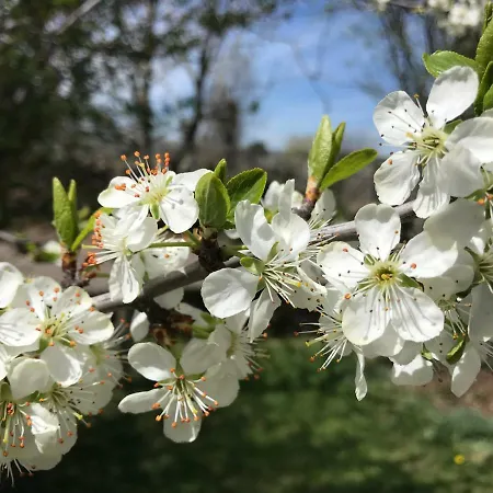 La Roulotte Au Fond Du Pré Maison d'hôtes Coltines